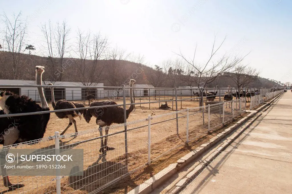 Ostrich farm near Pyongyang which supplies ostrich meat to some of Pyongyang´s restaurants, Democratic People´s Republic of Korea DPRK, North Korea, A...