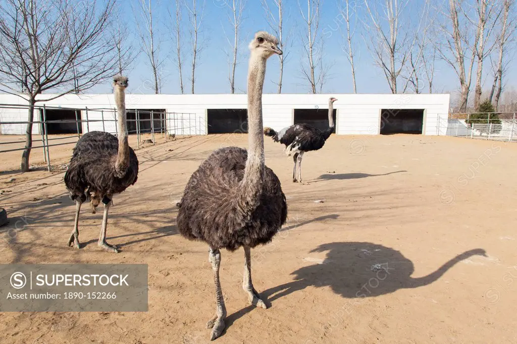 Ostrich farm near Pyongyang which supplies Ostrich meat to some of Pyongyang´s restaurants, Democratic People´s Republic of Korea DPRK, North Korea, A...