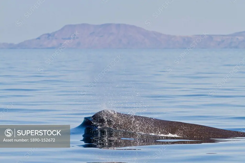 Sperm whale Physeter macrocephalus surfacing, Isla San Pedro Martir, Gulf of California Sea of Cortez, Baja California Norte, Mexico