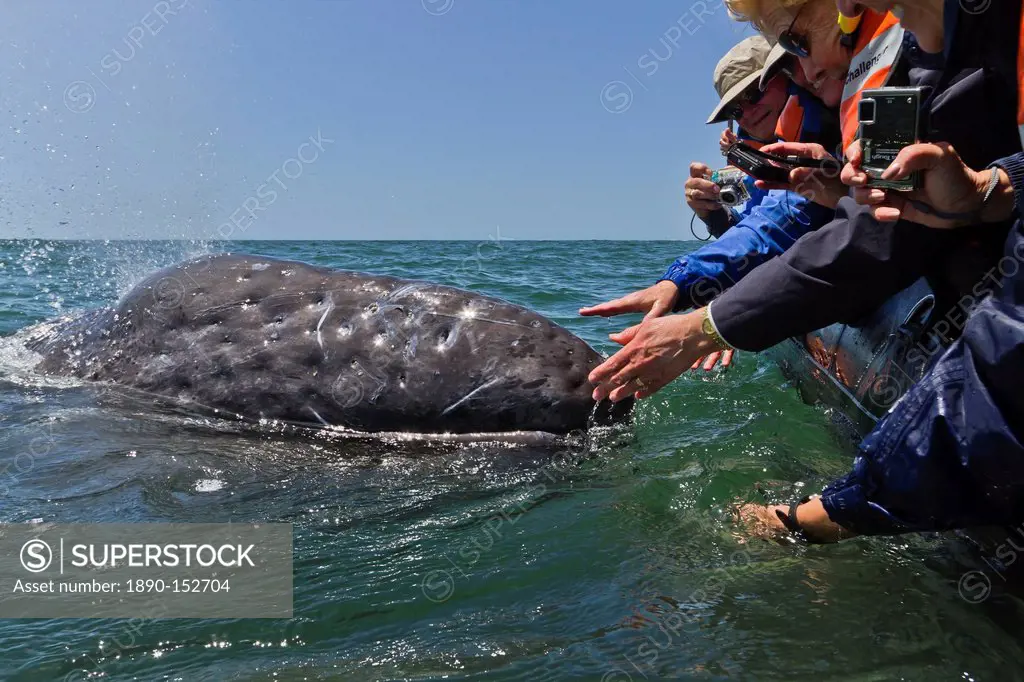 California gray whale Eschrichtius robustus and excited whale watchers, San Ignacio Lagoon, Baja California Sur, Mexico, North America
