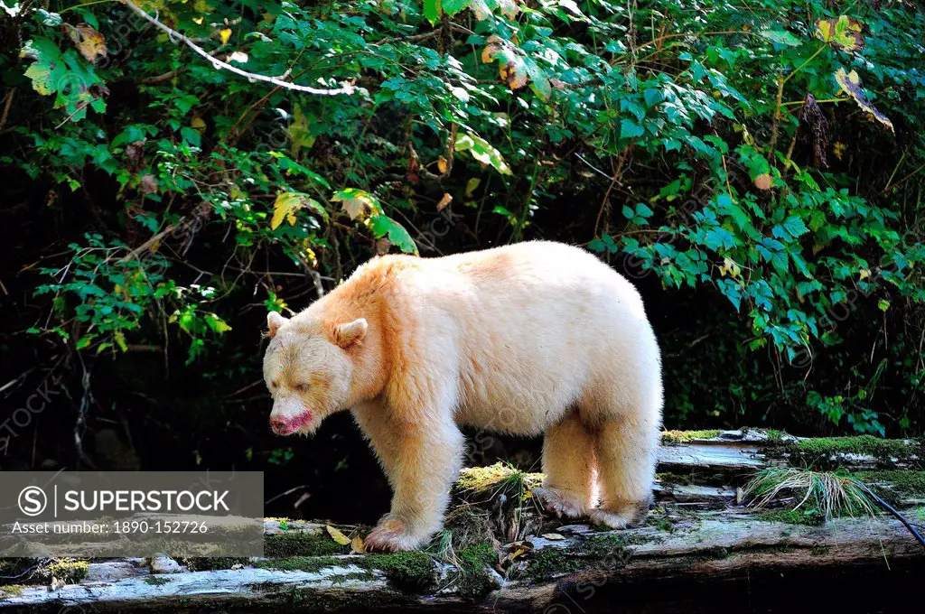 Spirit bear Kermode bear, Great Bear Rainforest, British Columbia, Canada, North America