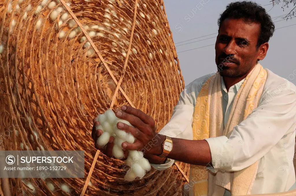 Silk farmer with cocoons, Kanakpura, Karnataka, India, Asia