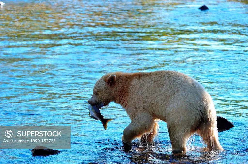 Spirit bear Kermode bear with salmon catch, Great Bear Rainforest, British Columbia, Canada, North America