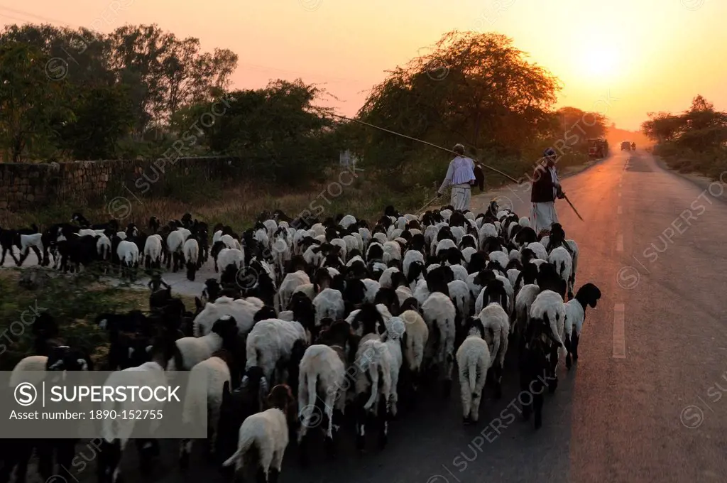 Shepherd and flock returning home as the sun sets, Gujarat, India, Asia