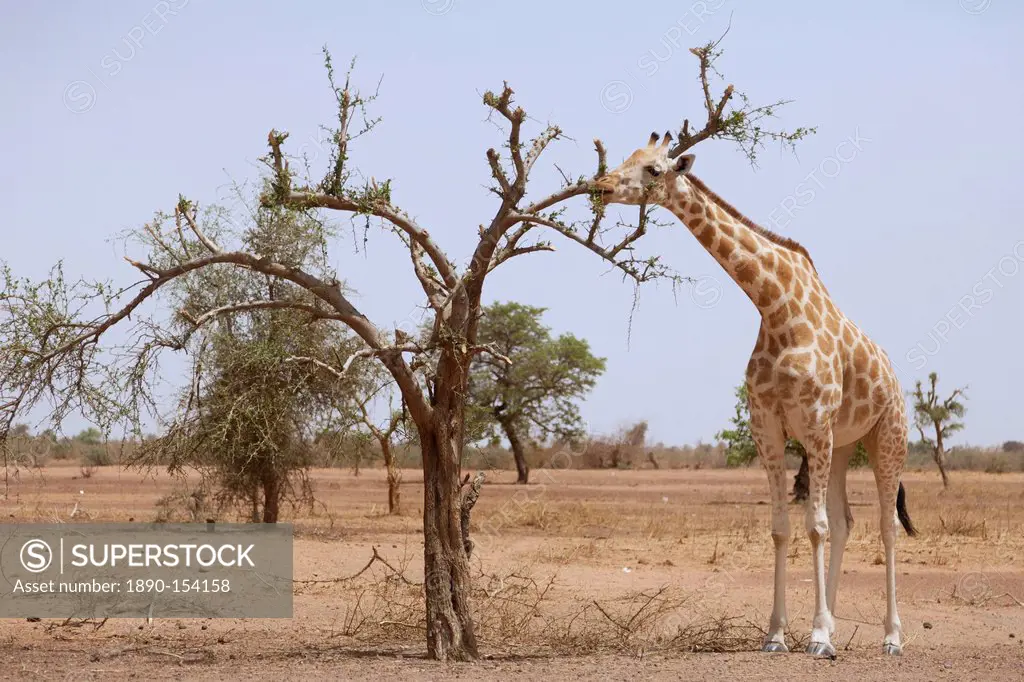 Giraffe in the park of Koure, 60 km east of Niamey, one of the last giraffes in West Africa after the drought of the seventies, they remain under the ...