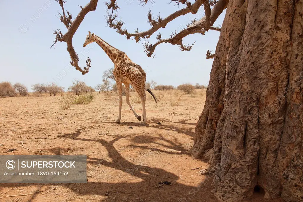 Giraffe in the park of Koure, 60 km east of Niamey, one of the last giraffes in West Africa after the drought of the seventies, they remain under the ...
