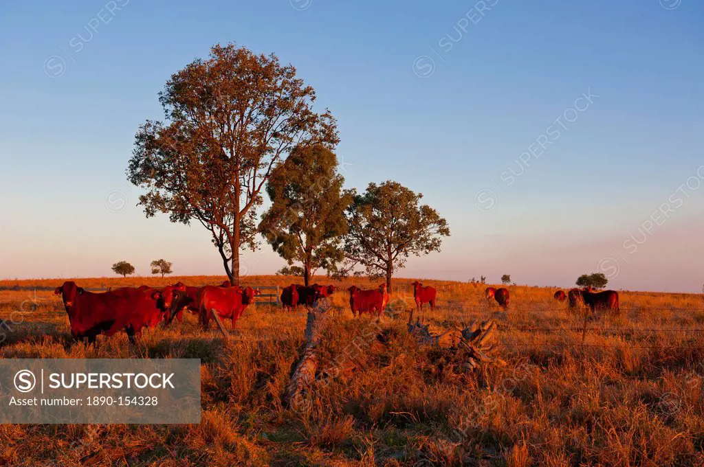 Cattle in the late afternoon light, Carnarvon Gorge, Queensland, Australia, Pacific