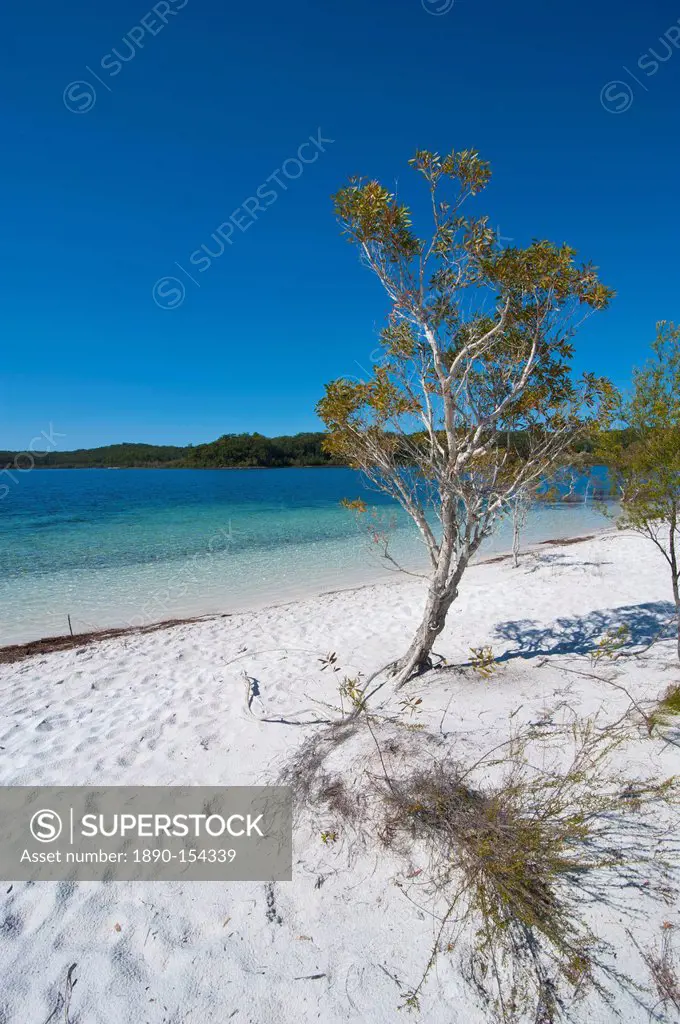 McKenzie Lake, Fraser Island, UNESCO World Heritage Site, Queensland, Australia, Pacific