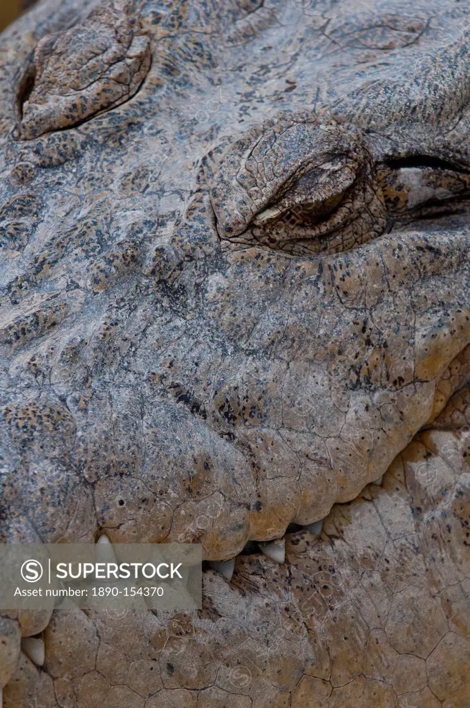 Saltwater crocodile Crocodylus porosus, Queensland, Australia, Pacific