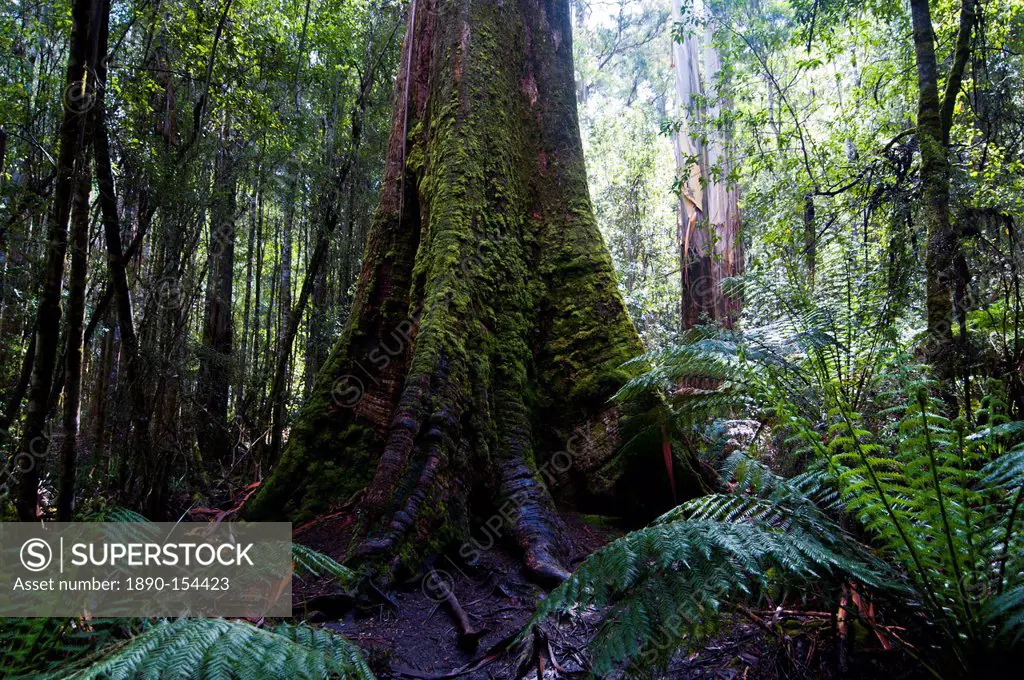 Pandani Grove Nature Trail, Mount Field National Park, Tasmania, Australia, Pacific