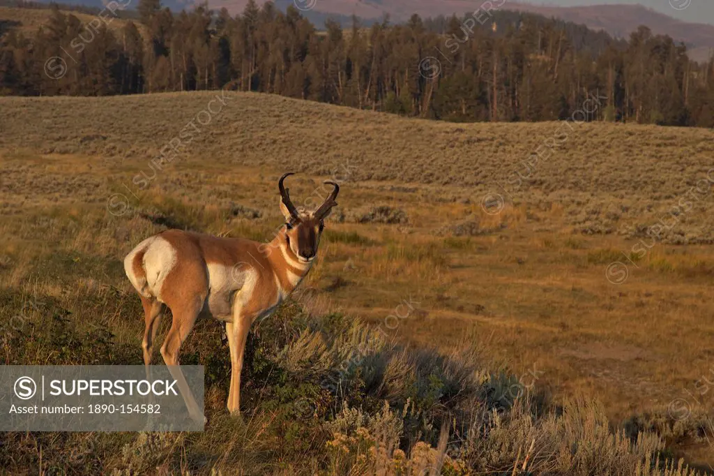 Pronghorn buck Antilocapra americana, Lamar Valley, Yellowstone National Park, UNESCO World Heritage Site, Wyoming, United States of America, North Am...