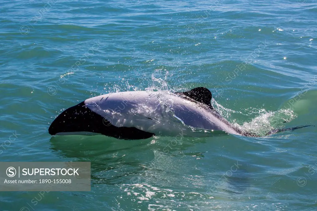 Adult Commerson´s dolphin Cephalorhynchus commersonii, Rio Deseado, Puerto Deseado, Santa Cruz, Patagonia, Argentina, South America