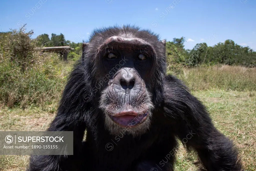 Orphaned or abused chimpanzees Pan troglodytes from West and Central Africa at the Sweetwaters Chimpanzee Sanctuary, Ol Pejeta Conservancy, Laikipia, ...