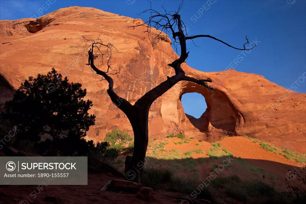 Dead juniper tree frames Ear of the Wind Arch, Monument Valley Navajo Tribal Park, Utah, United States of America, North America