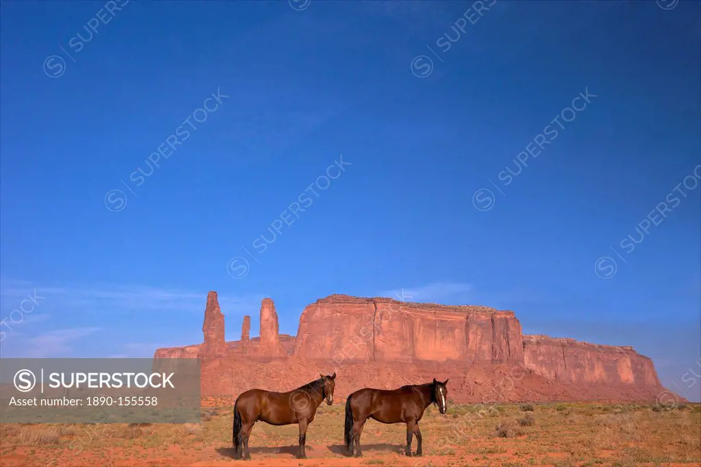 Two Navajo horses, Monument Valley Navajo Tribal Park, Utah, United States of America, North America