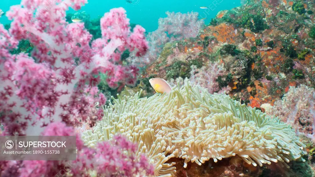 Pink Dendronephthya, soft coral, and anemonefish, Southern Thailand, Andaman Sea, Indian Ocean, Asia