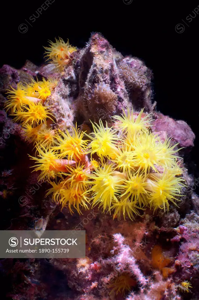 Yellow Tubastrea faulkneri coral polyps, Southern Thailand, Andaman Sea, Indian Ocean, Asia