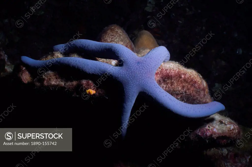 Blue Sea Star Linckia Laevigata, Southern Thailand, Andaman Sea, Indian Ocean, Asia