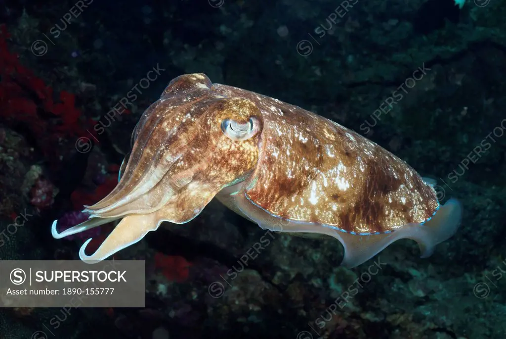 Broadclub cuttlefish Sepia Latimanus, Southern Thailand, Andaman Sea, Indian Ocean, Southeast Asia, Asia