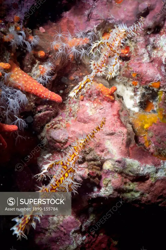 Harlequin ghost pipefish Solenostomus paradoxus, Southern Thailand, Andaman Sea, Indian Ocean, Southeast Asia, Asia