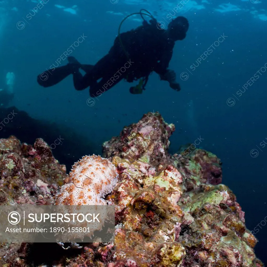 Sea cucumber Bohadschia graeffei, and scuba diver SouthernThailand, Andaman Sea, Indian Ocean, Southeast Asia, Asia
