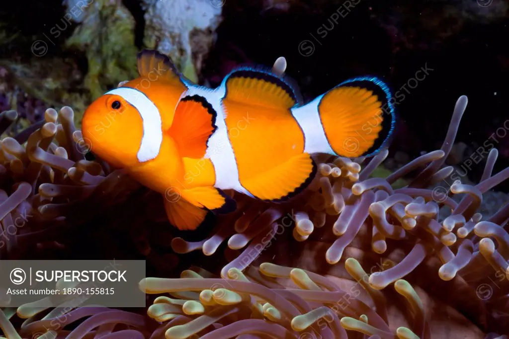 Western clown anemonefish Amphiprion ocellaris and sea anemone Heteractis magnifica, Southern Thailand, Andaman Sea, Indian Ocean, Southeast Asia, Asi...