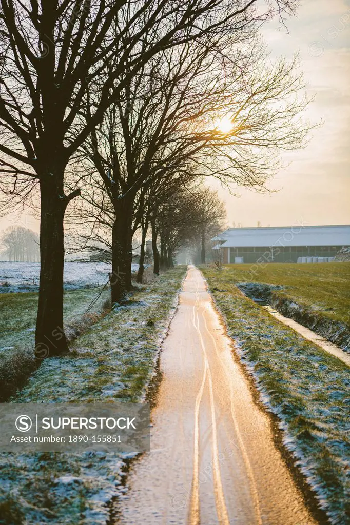 The Oude Trambaan old tramway tree lined cycle path in winter, Rijsbergen, North Brabant, The Netherlands Holland, Europe