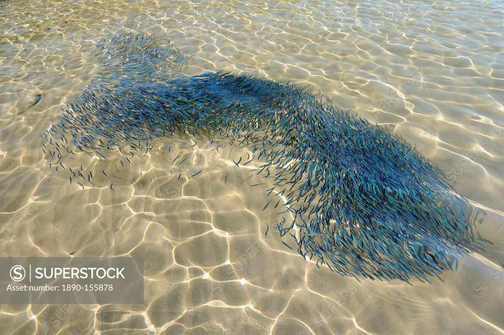 Confused shoal of young sardines Sardina pilchardus swimming in a shallow bay viewed from above water, Lesbos Lesvos, Greek Islands, Greece, Europe