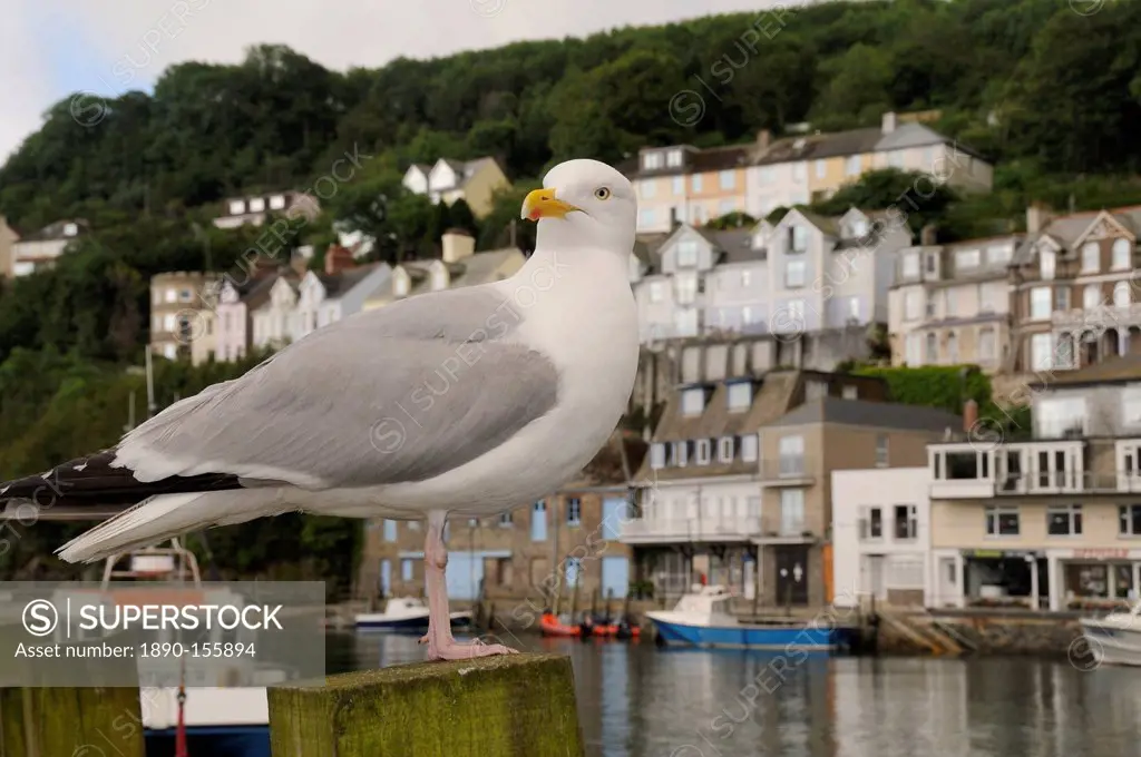 Adult herring gull Larus argentatus standing on wooden post by Looe harbour with houses in the background, Looe, Cornwall, England, United Kingdom, Eu...