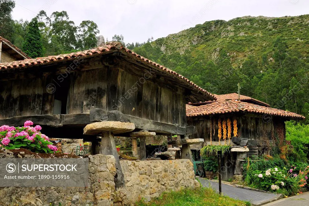 Horreo granaries on pillars topped with flat stones mueles to repel rodents, with maize cobs drying, Cuevas, Asturias, Spain, Europe