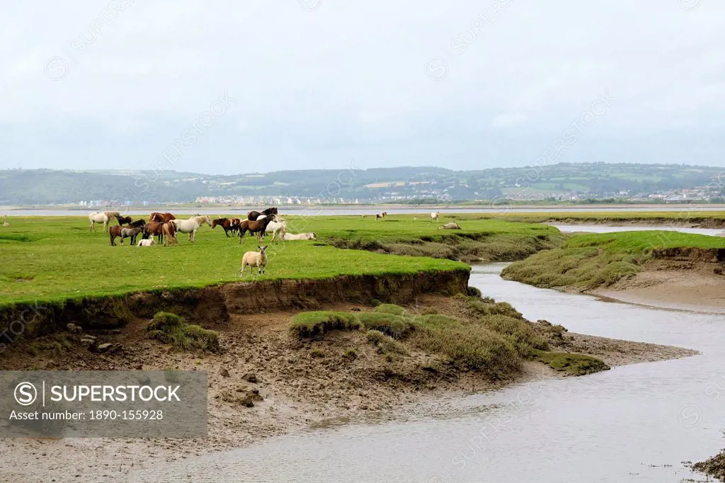 Sheep Ovis aries and Welsh ponies Equus caballus on Llanrhidian saltmarshes as the tide rises, The Gower Peninsula, Wales, United Kingdom, Europe
