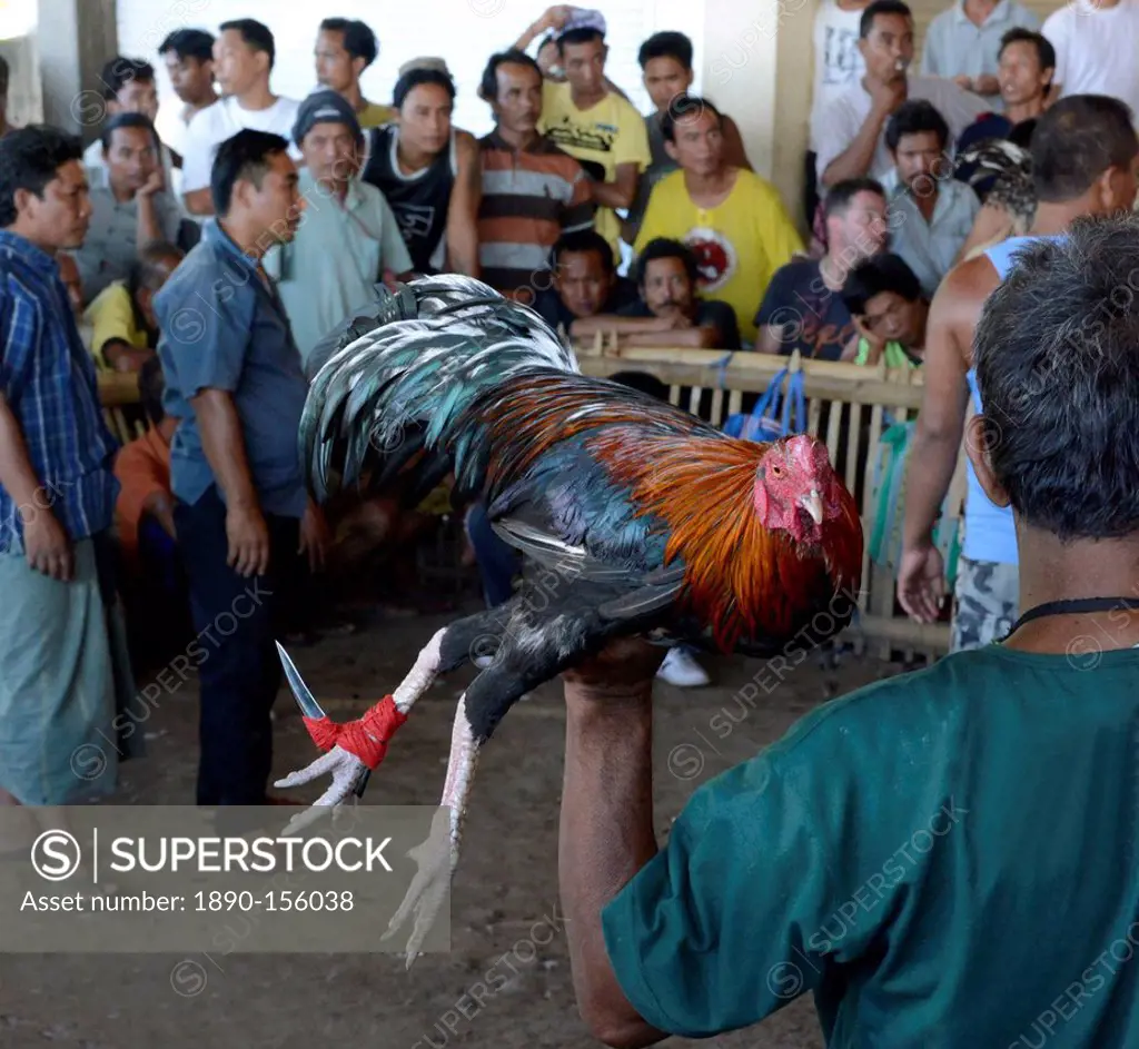 Cockfighting, Bali, Indonesia, Southeast Asia, Asia