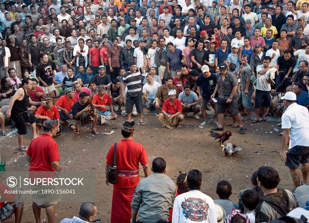 Cockfighting, Bali, Indonesia, Southeast Asia, Asia