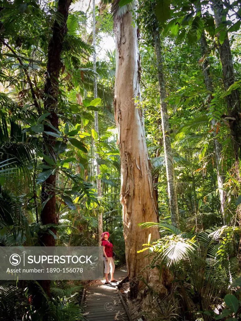 Woman looking at Eucalyptus tree in Flecker Botanic Gardens, Cairns, North Queensland, Australia, Pacific