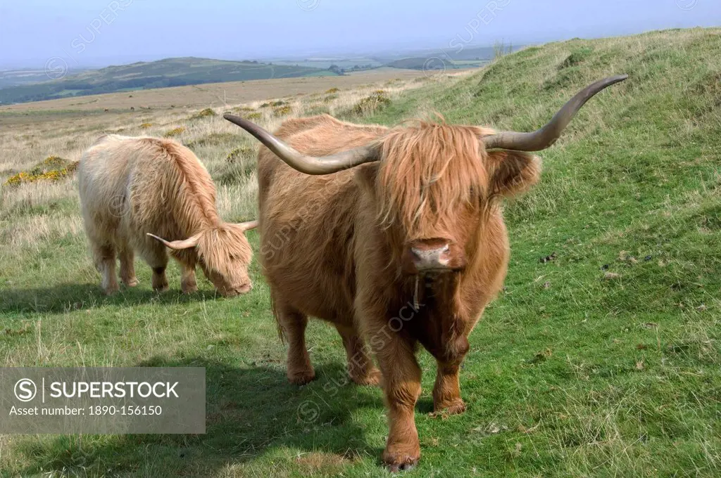 Highland cattle grazing on Dartmoor, Dartmoor National Park, Devon, England, United Kingdom, Europe