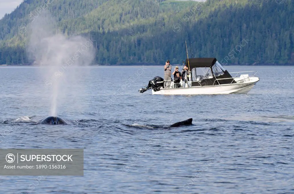 Fishermen watching humpback whales in Quatsino Sound, Port Alice, Vancouver Island, British Columbia, Canada, North America