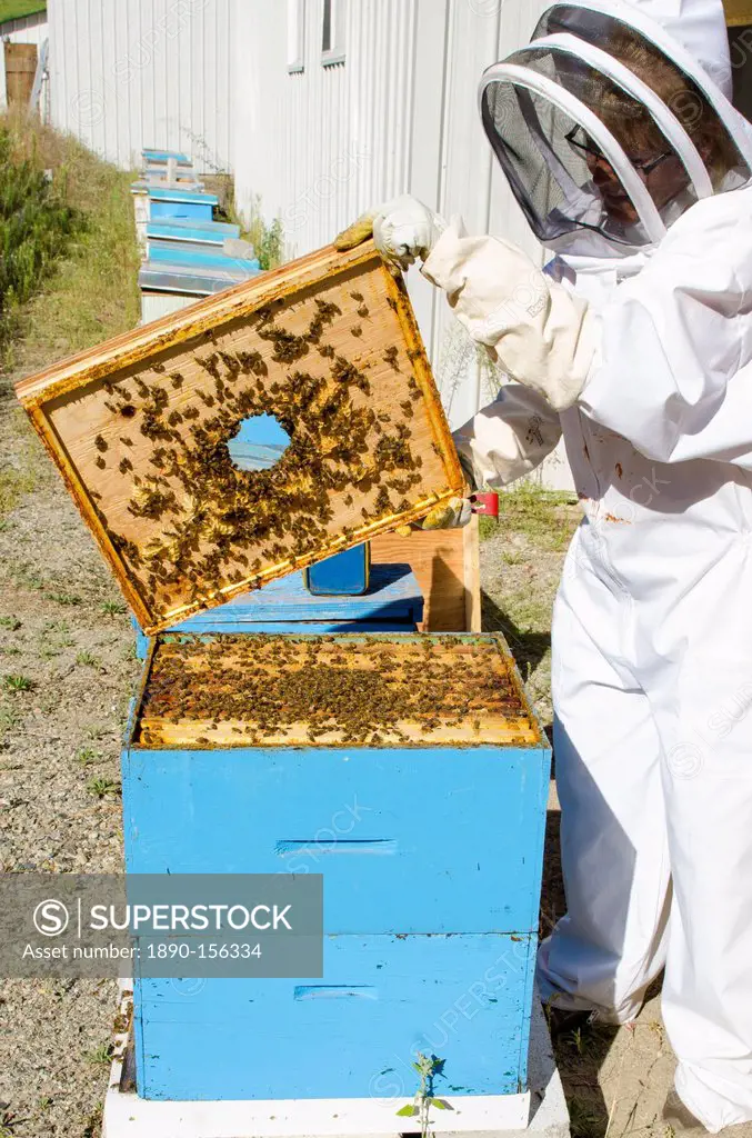 Bee keeping at Arlo's Honey Farm, Kelowna, British Columbia, Canada, North America