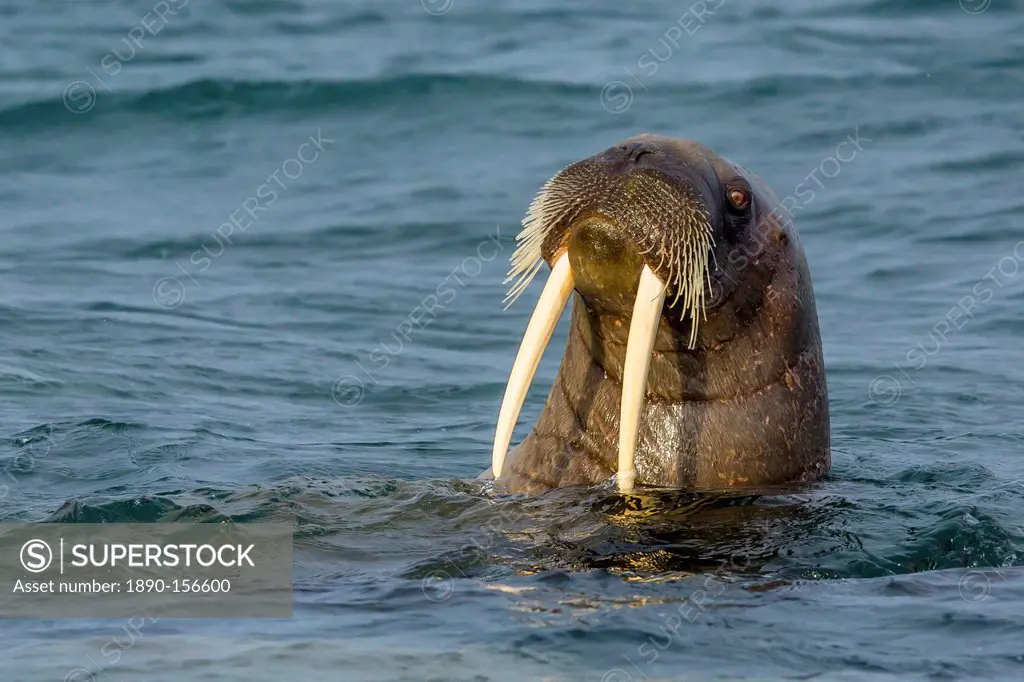 Adult walrus (Odobenus rosmarus rosmarus), Torrelneset, Nordauslandet Island, Svalbard Archipelago, Norway, Scandinavia, Europe
