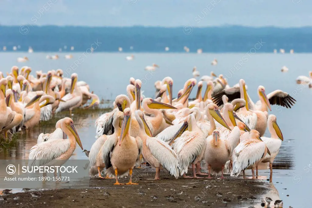 Great white pelicans (Pelecanus onocrotalus), Lake Nakuru National Park, Kenya, East Africa, Africa