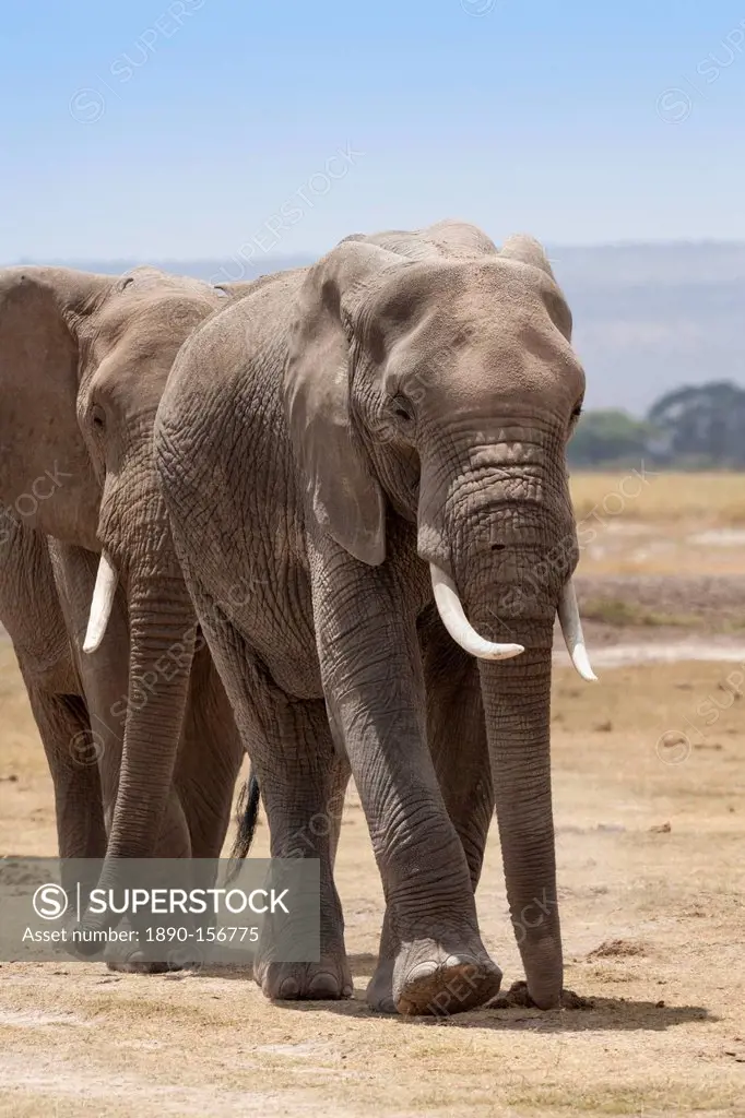 African elephants (Loxodonta africana), Amboseli National Park, Kenya, East Africa, Africa