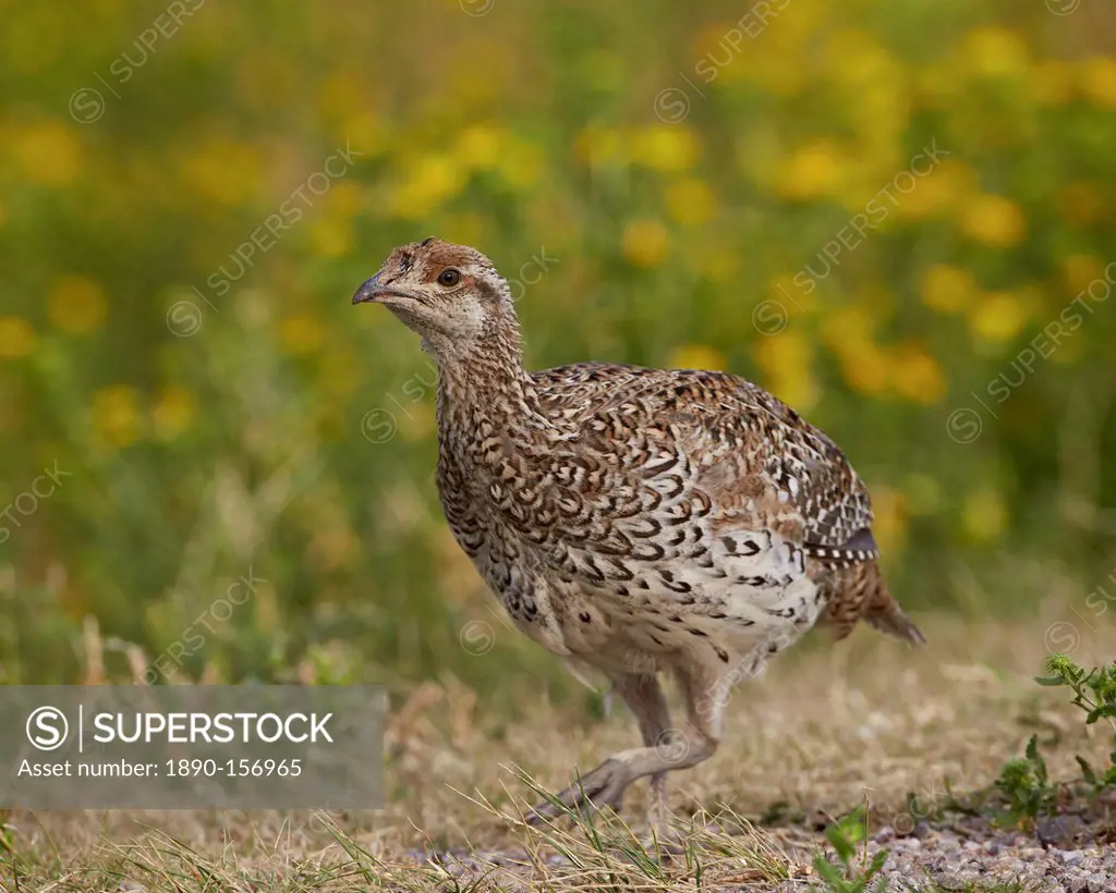 Sharp-tailed grouse (Tympanuchus phasianellus) (previously Tetrao phasianellus), Custer State Park, South Dakota, United States of America, North Amer...
