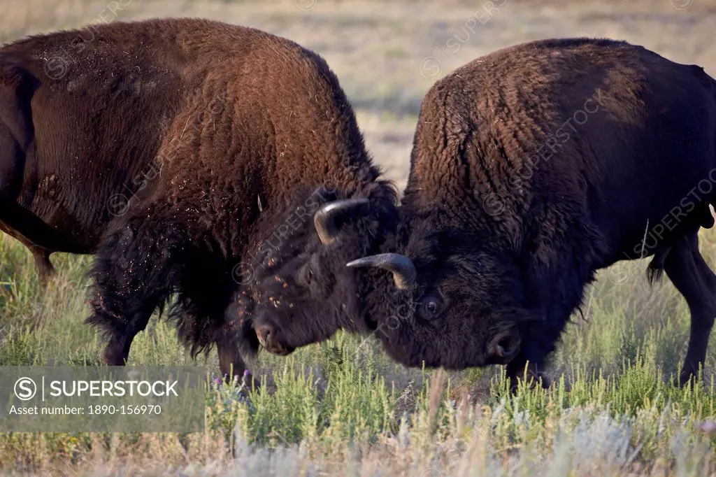 Bison (Bison bison) bulls sparring, Custer State Park, South Dakota, United States of America, North America