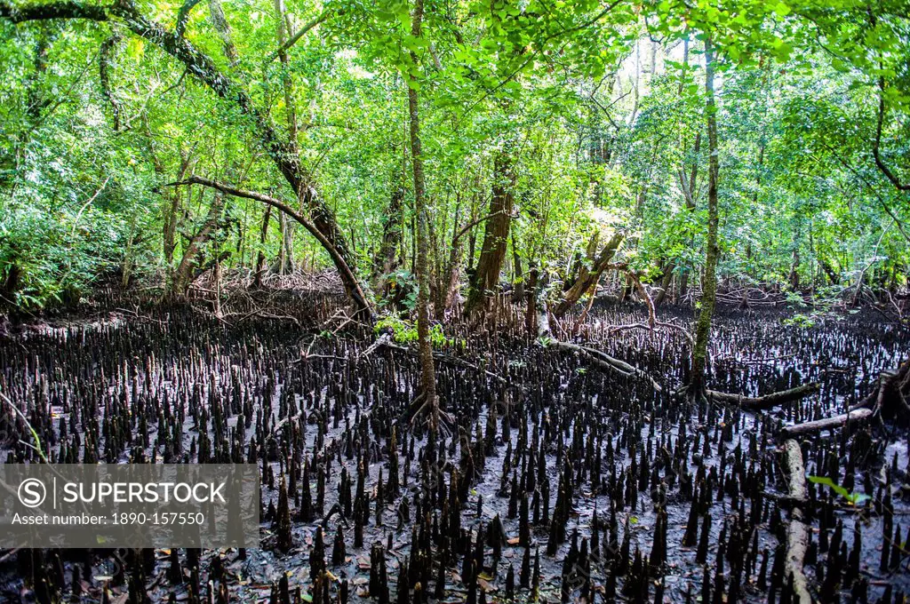 Mangrove roots on Carp island, Rock islands, Palau, Central Pacific, Pacific