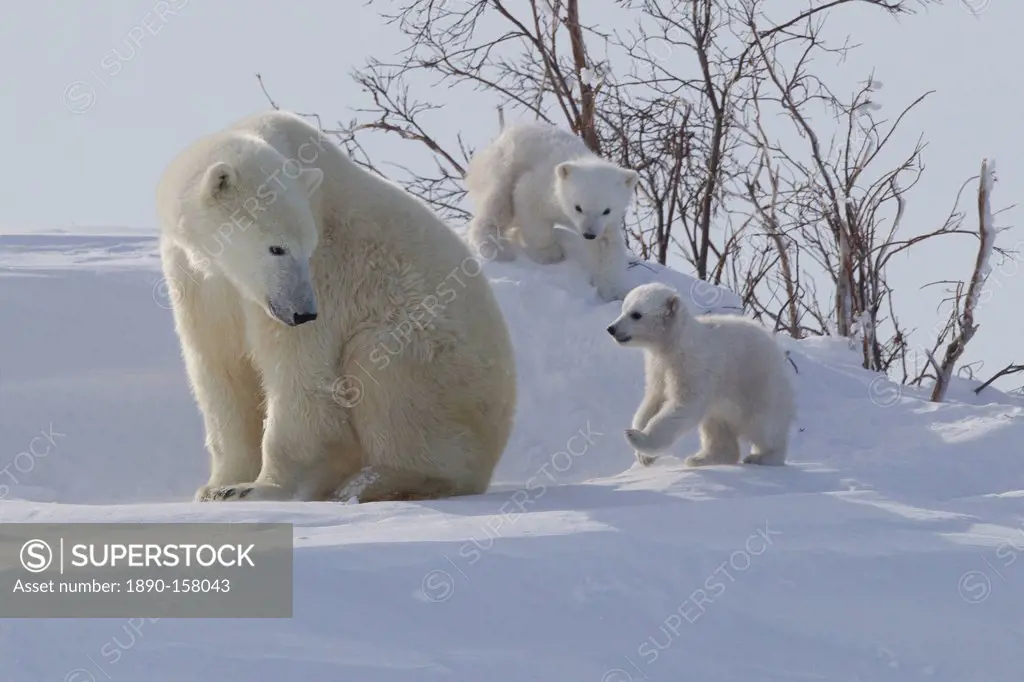 Polar bear (Ursus maritimus) and cubs, Wapusk National Park, Churchill, Hudson Bay, Manitoba, Canada, North America