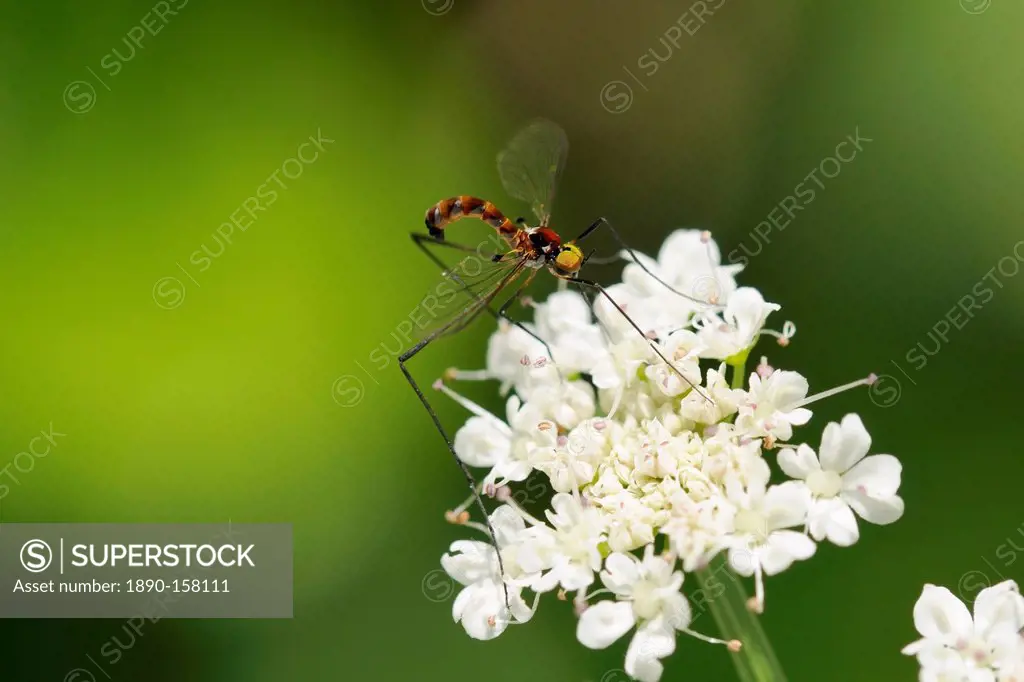 A rare net-winged midge (Apistomyia elegans) feeding on umbel flowers by an unpolluted mountain stream, Corsica, France, Europe