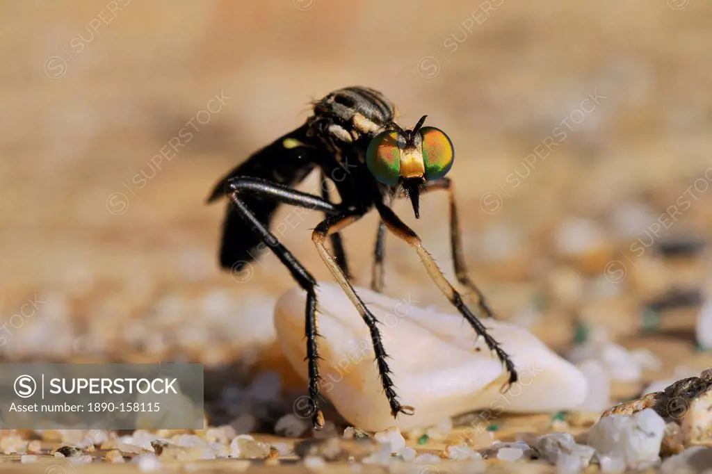 Robber fly (Saropogon sp.) hunting for aerial prey from a beach mat covered with sand and pebbles, Samos, Greece, Europe