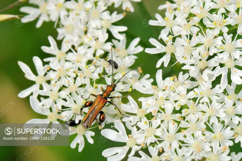 Male thick-legged flower beetle (Oedemera nobilis) foraging on common hogweed (Heracleum sphondylium) flowers, Wiltshire, England, United Kingdom, Eur...