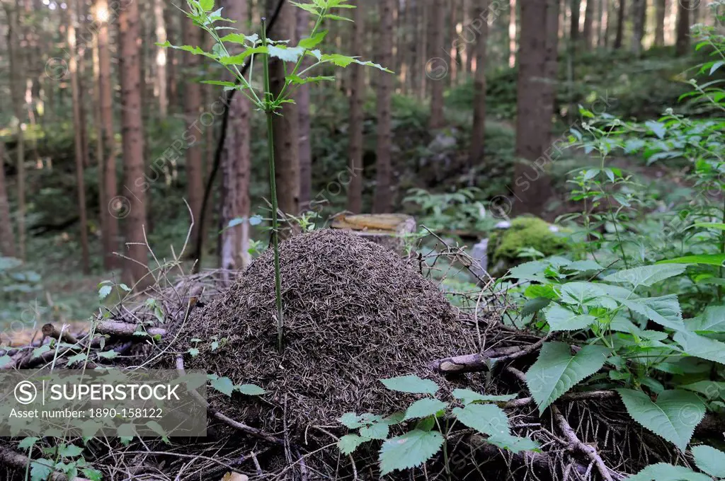 Wood ant (Formica sp.) nest in coniferous forest, Rakov Skocjan valley, near Cerknica, Slovenia, Europe