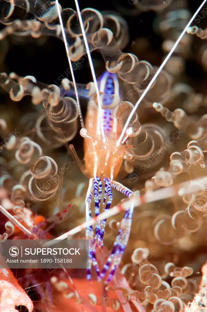 Pederson cleaner shrimp (Periclimenes pedersoni), Dominica, West Indies, Caribbean, Central America