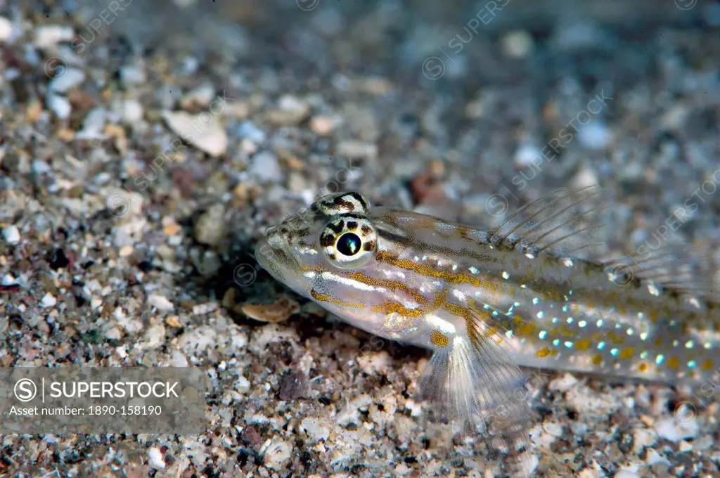 Bridled goby (Coryphopterus glaucofraenum), Dominica, West Indies, Caribbean, Central America